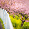 桜通り