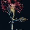 花の日和