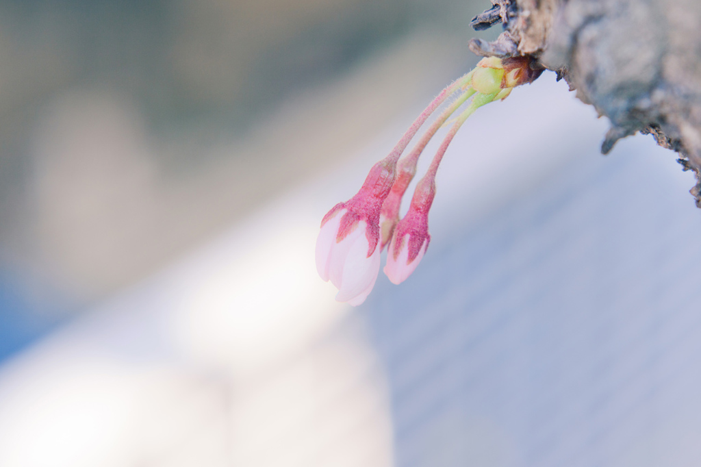 蕾