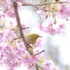 鳥さんと桜