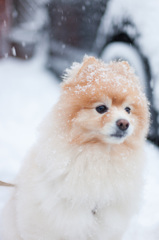 弟と雪