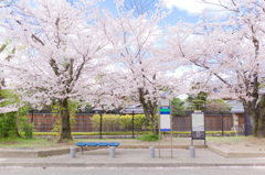 桜のバス停