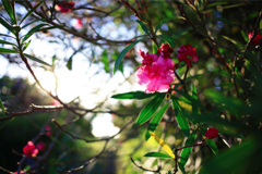 IMG_7260_R
