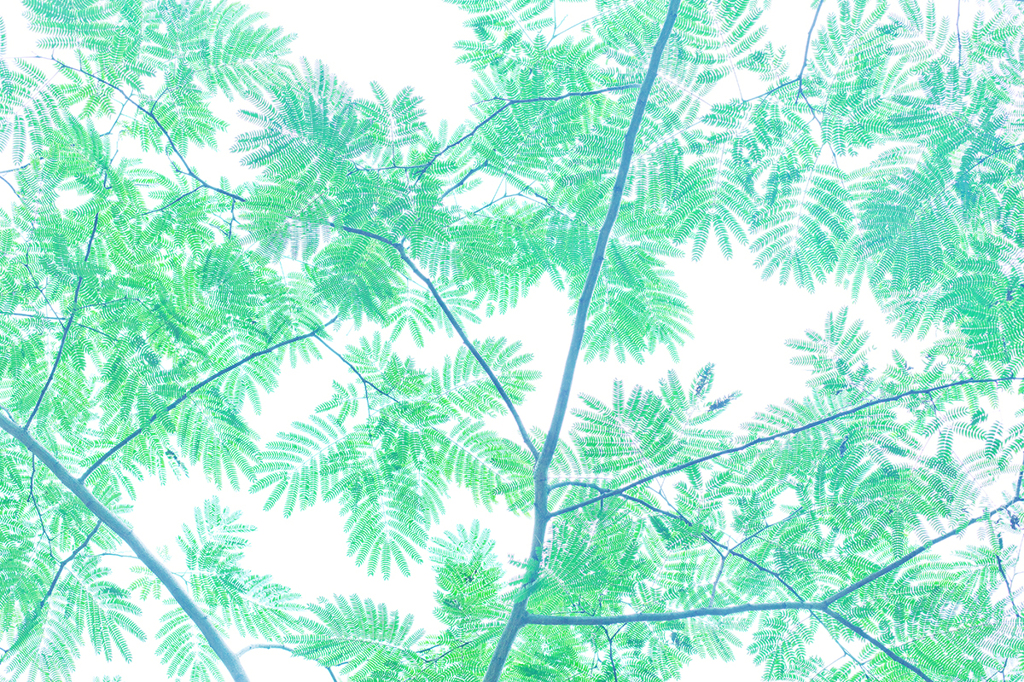 夏の葉