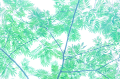 夏の葉