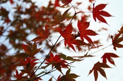 朱
