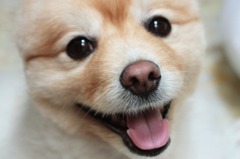 弟くん