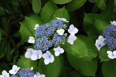 紫陽花