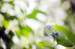 紫陽花