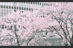 都会の春