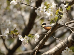 DSC_1319ヤマガラ