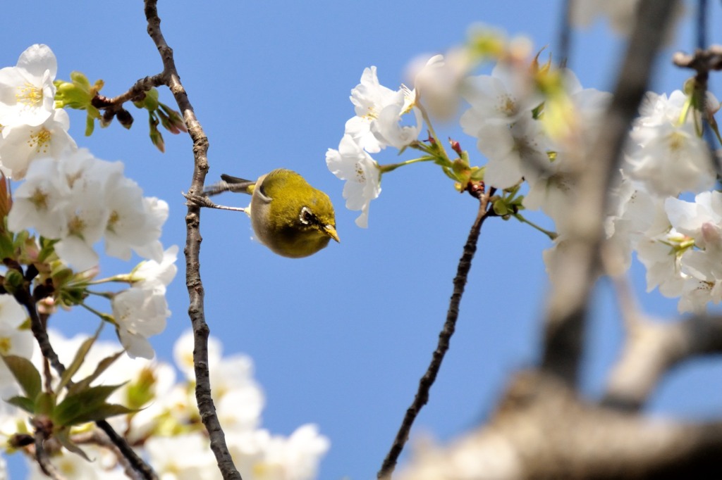 DSC_1365春花小鳥