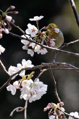 DSC_1598桜花とメジロ