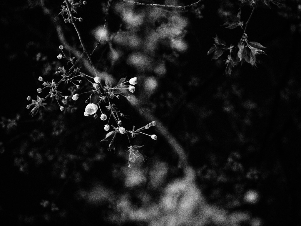 sakura002