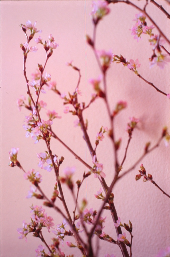 sakura