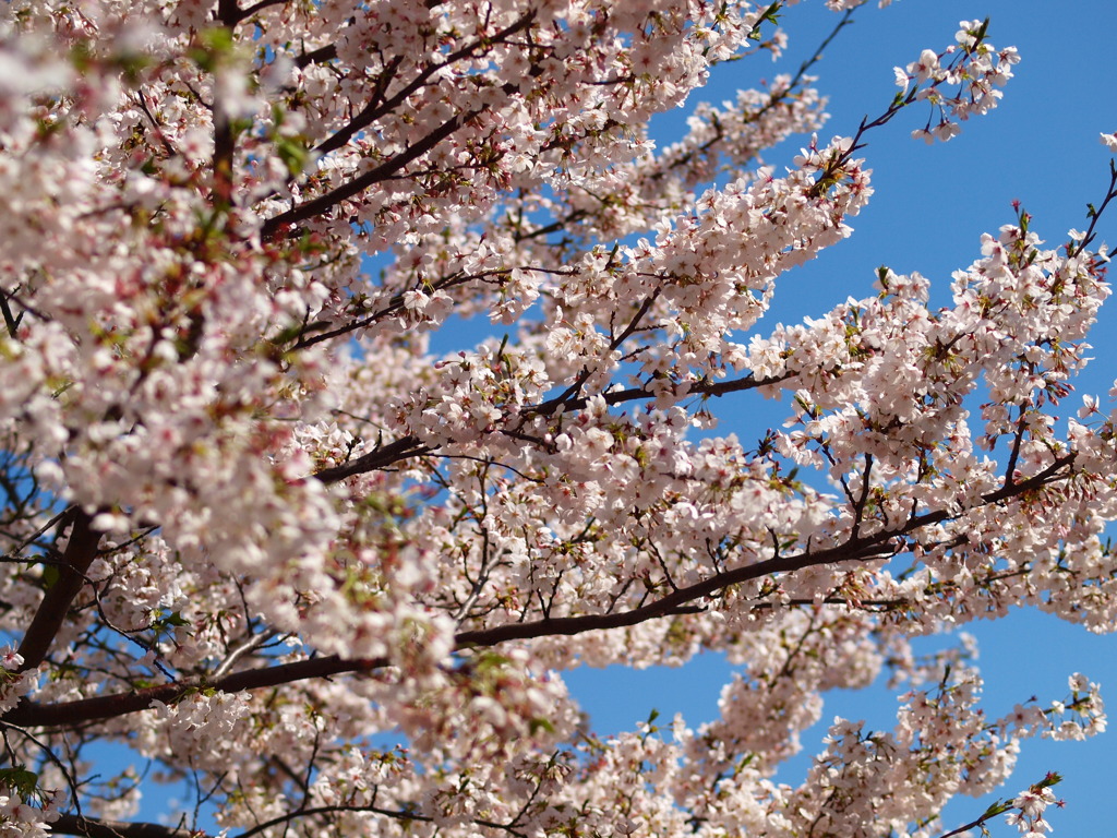 sakura008