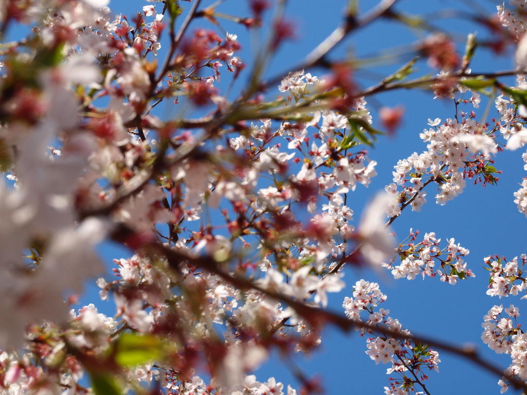 sakura009