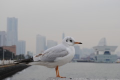 冬の浜カモメ