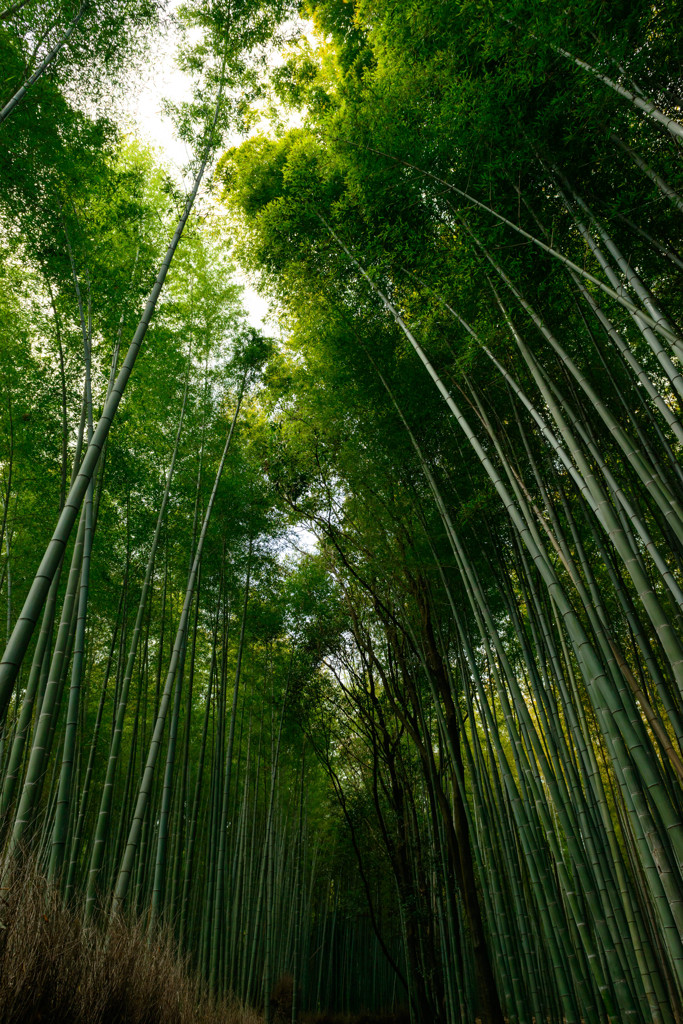 竹林
