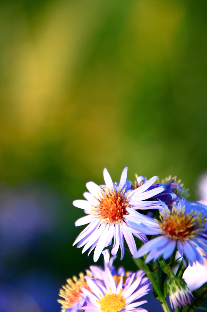 道端の花