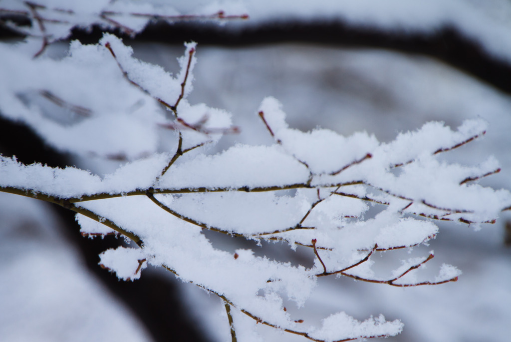 綿雪