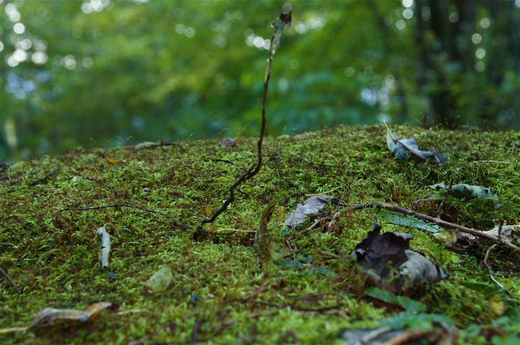 苔生す森