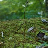苔生す森