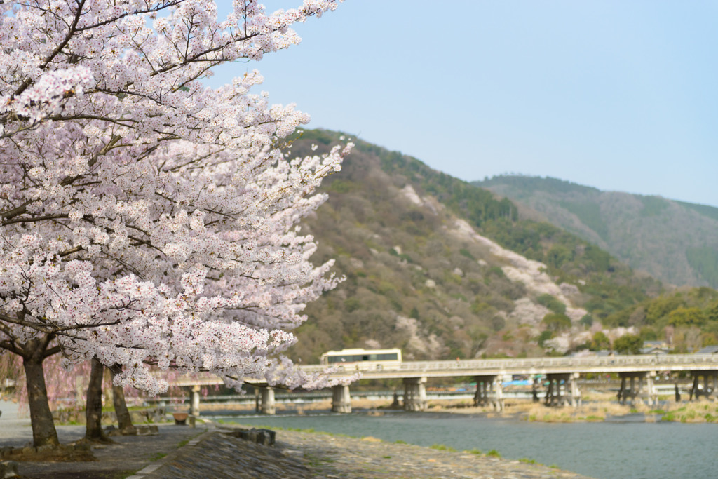 朝の嵐山