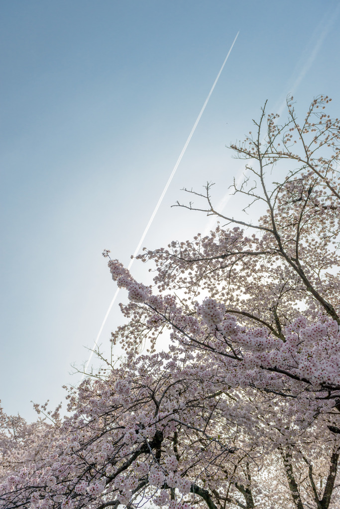 飛行機雲
