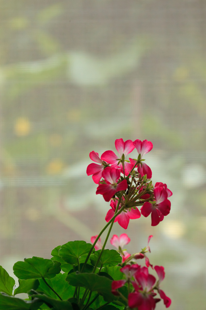 窓際の花