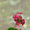 窓際の花