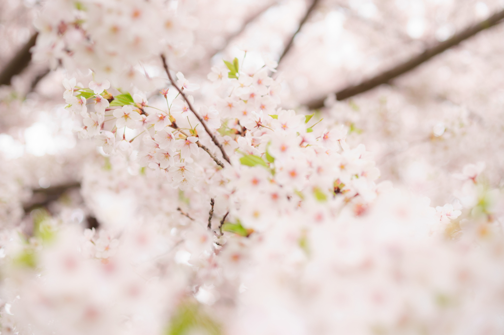 北海道にも桜前線1