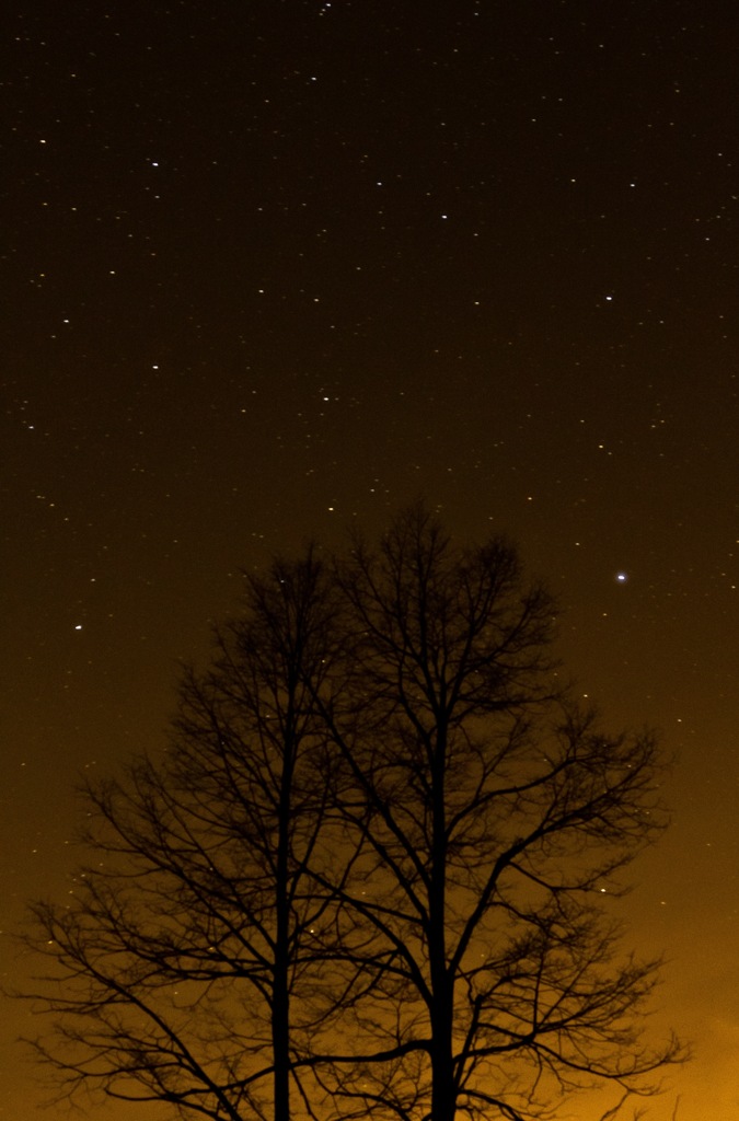 木々を照らす夜空