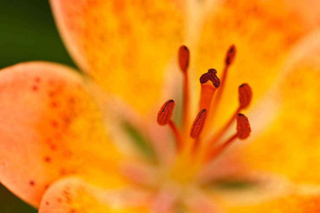 野生の花