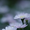 夕暮れの花