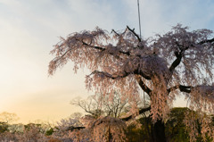 夕方の枝垂桜