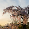 夕方の枝垂桜