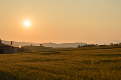 夕方の麦畑