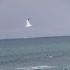 海に舞う