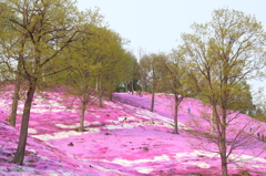 芝桜シーズンです。