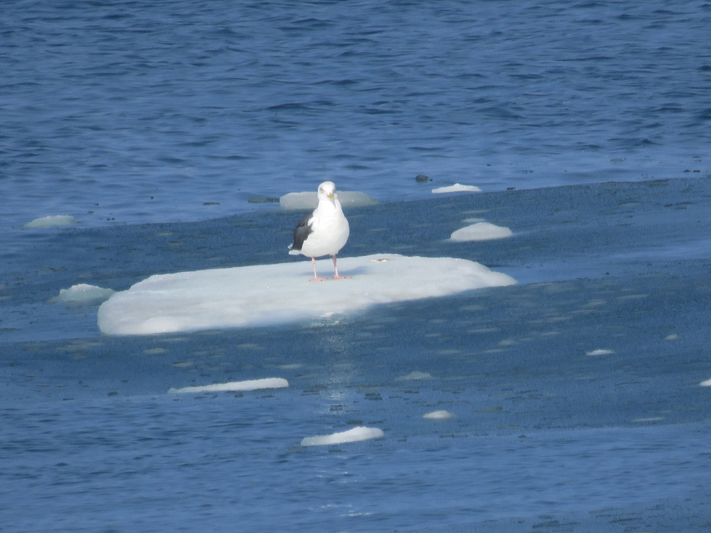 乗っちゃえ流氷。