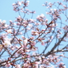 開花