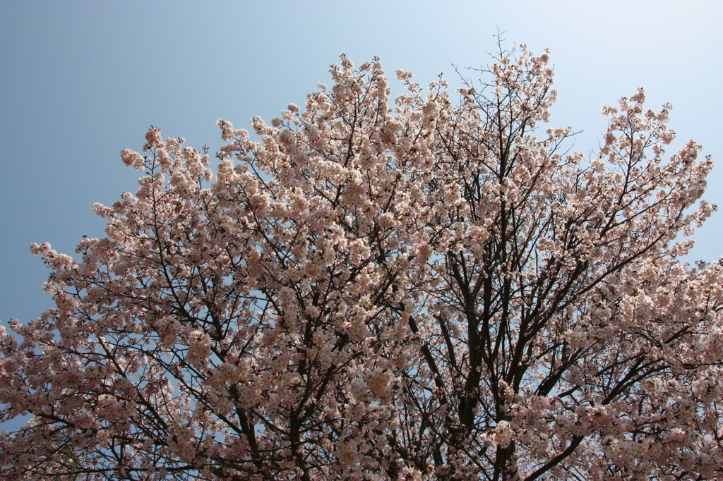 今年はいつ咲くかなぁ～。サクラ。