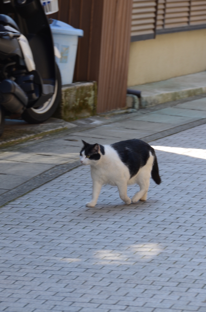 お散歩