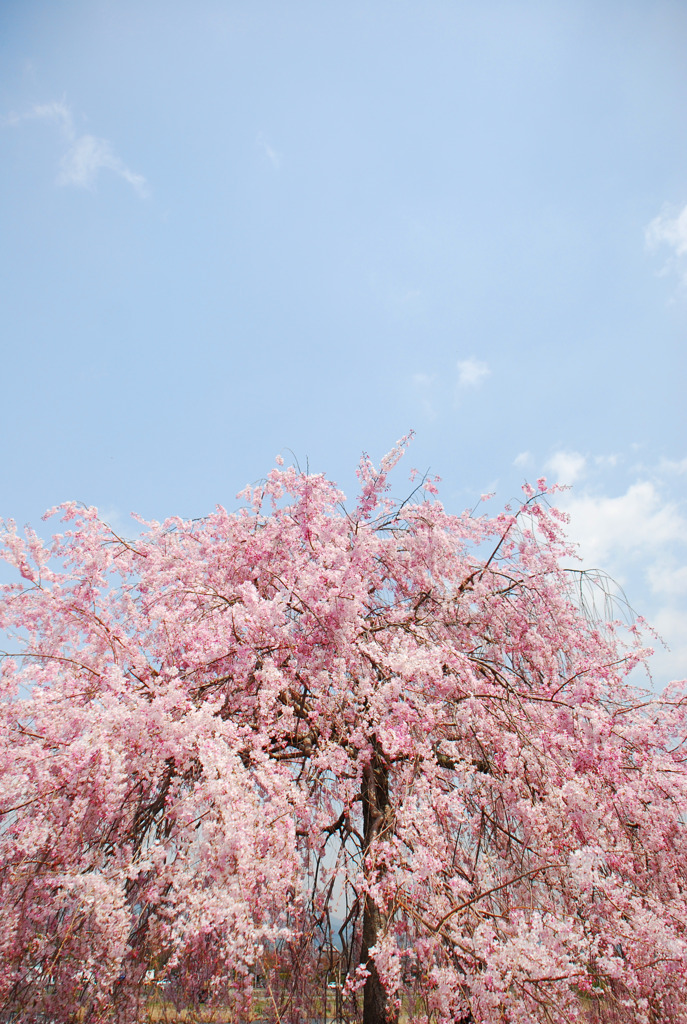 桜と空