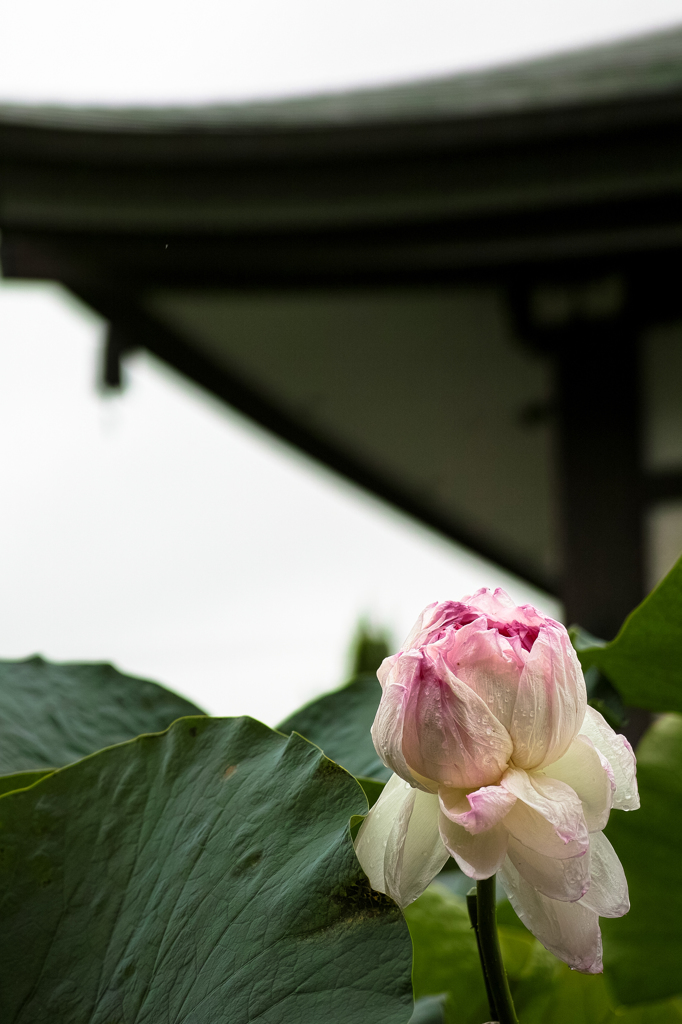 DP3M0234