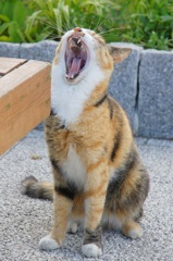眠すぎる…