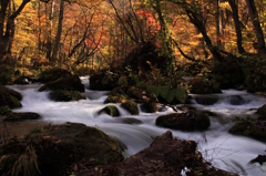 奥入瀬渓流の流れ～こってり秋色仕立て～