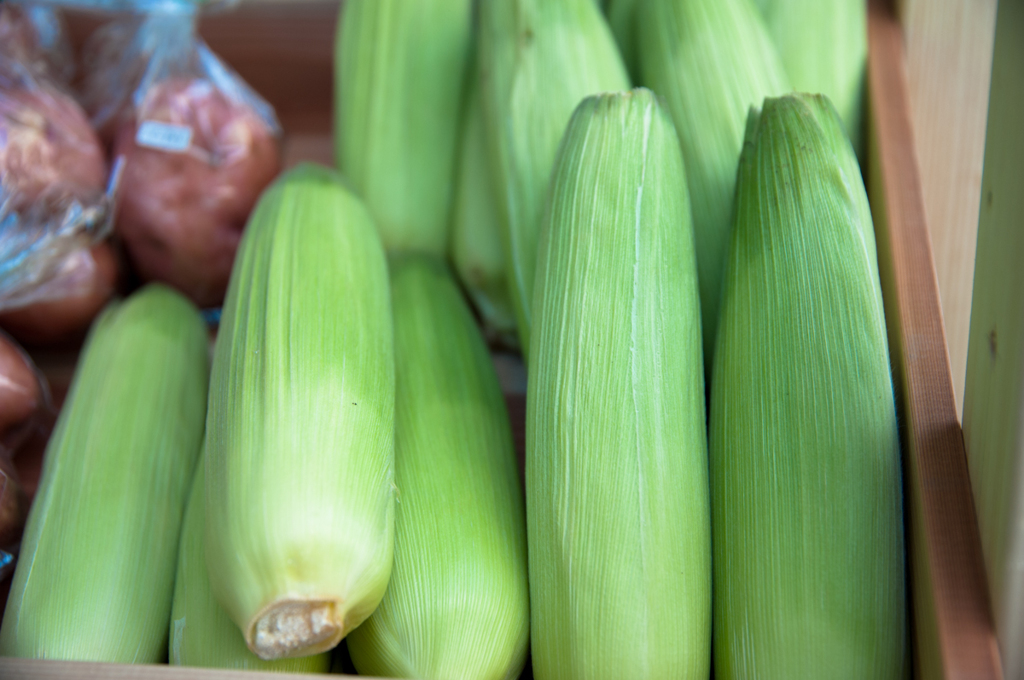 夏野菜2014「とうもろこし」