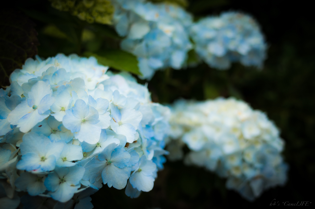 紫陽花